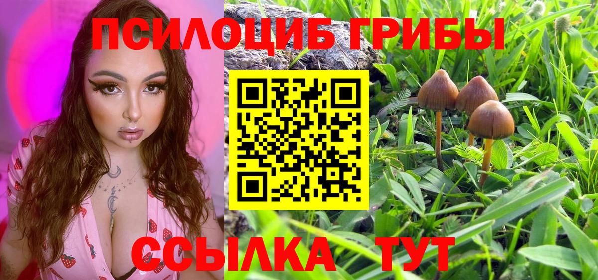 Галлюциногенные грибы Psilocybine cubensis Миллерово
